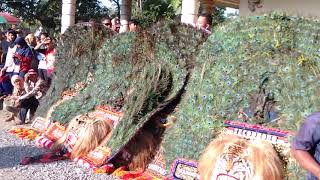 DADAP MERAK REOG ponorogo karangan 2019