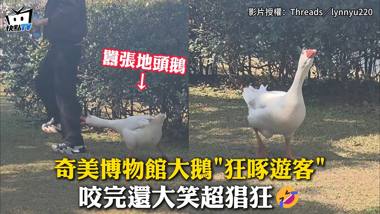 【囂張地頭鵝】奇美博物館大鵝「狂啄遊客」 咬完還大笑超猖狂🤣