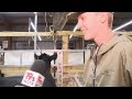 A look at the cows at the South Carolina State Fair