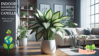 🌿 Dieffenbachia Camille Care Guide: Nurturing the Dumb Cane Plant! 🌱 #dieffenbachia #indoorplants
