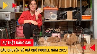 Câu Chuyện Giá Chó Poodle Năm 2023 Và Sự Thật Đằng Sau - Phương Lê
