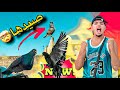 طلقت الحمام يطيروا وكحلوس جاب لي حمامة جديدة شنو نوع ديال هد الحمامة 