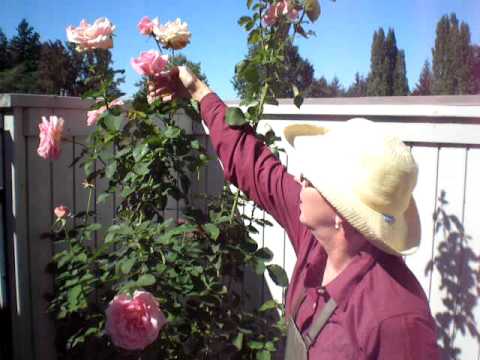 tiffany hybrid tea rose bush