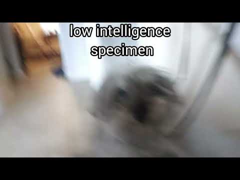 low intelligence specimen