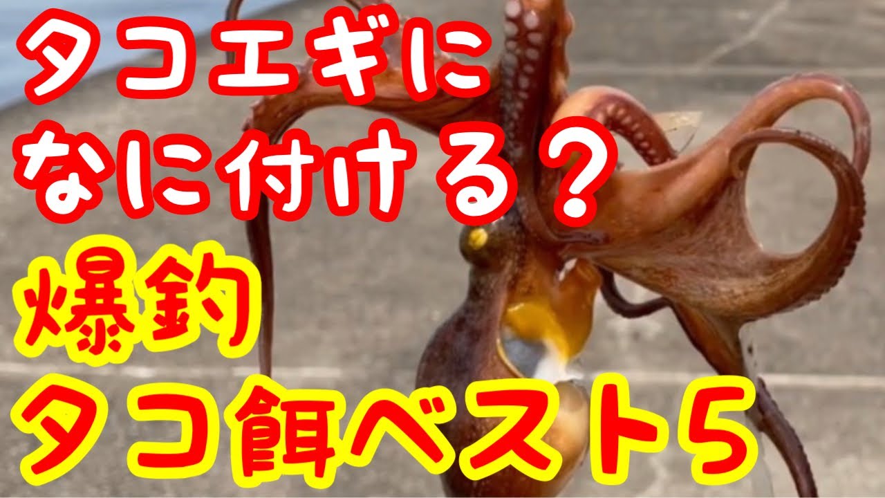 タコが入れ食いになる⁉︎タコ釣りで付ける餌ベスト5‼️