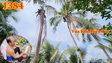 Vua Khỉ cùng đồng nghiệp cưa hạ gốc nhiều cây Dừa Cutting coconut trees
