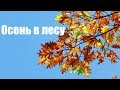 Осень в лесу/ Indian Summer