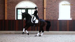Hove' s Tatiana  Tailormade Temptation x Crelido