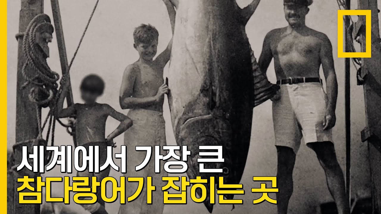 세계 최대 크기의 참다랑어들이 잡히는 곳, 캐나다 마리타임 | 전설의 물고기
