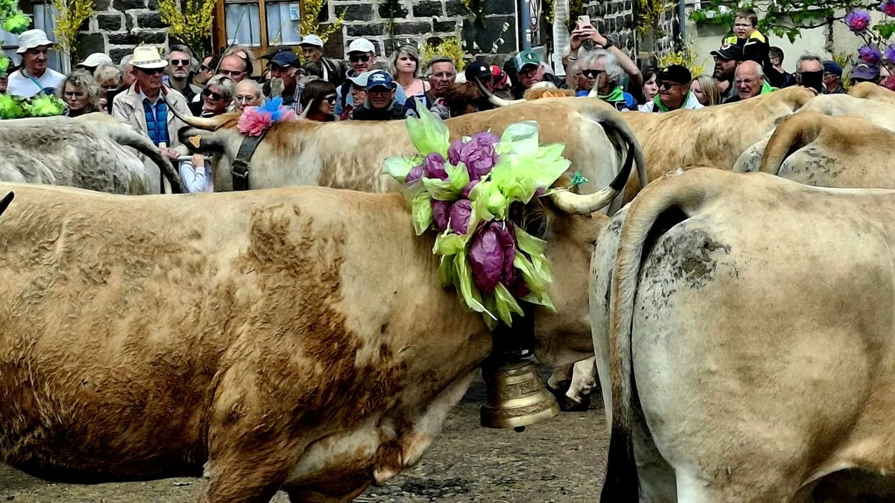 Transhumance Aubrac 2025
