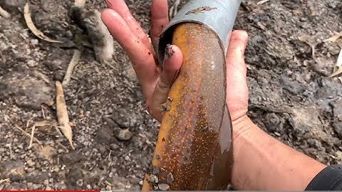 Dính Cặp Lươn khủng Trong Rừng Lãng Tử Đặt Trúm Lươn