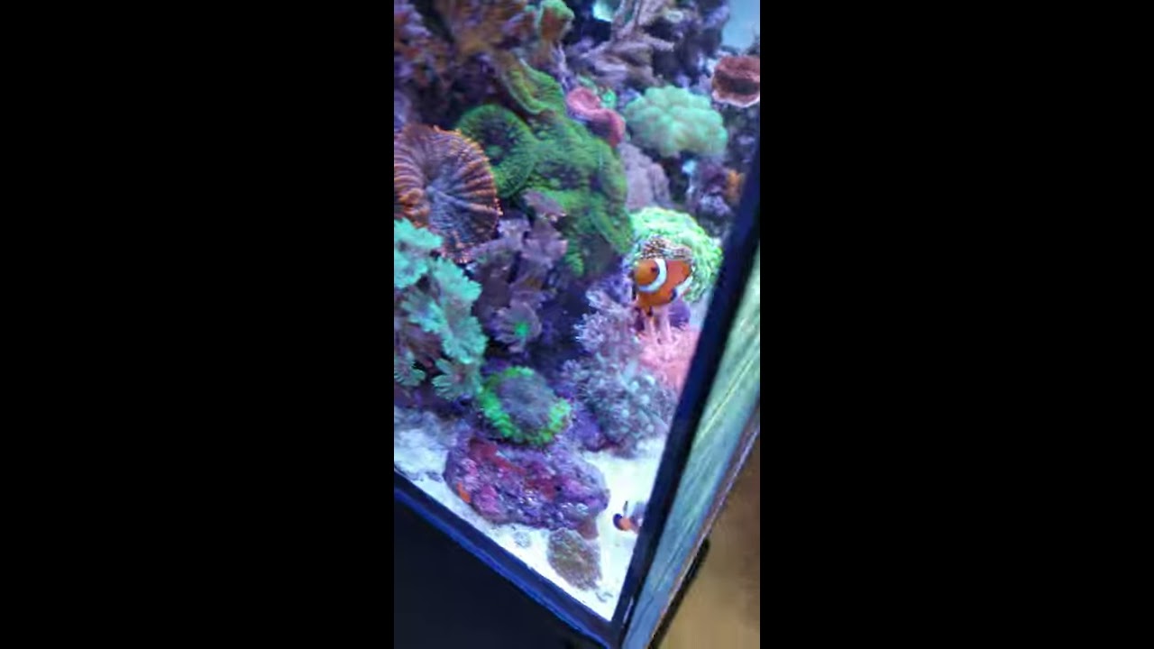Innovative Marine 25 Gallon Tank Clownfish
