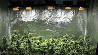 09-06-2018 - Rapid LED Tent Update - I'M BACK!!! Main Channel Restored!