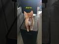 Funny orange cat meowing- ALONE #kitten #cat