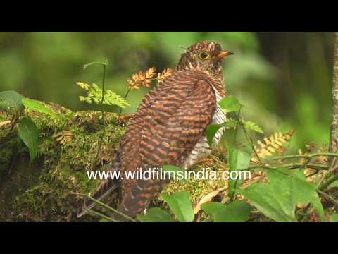 Himalayan Cuckoo perched on a moss-covered branch in the Himalaya