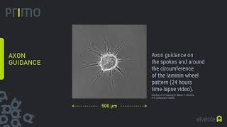 PRIMO Bioengineering - Applications in Cell Biology