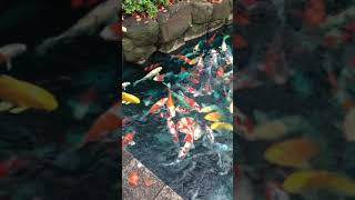 Colorful Koi fish at Japanese temple Senso-ji Tokyo  #shorts