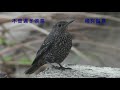 藍磯鶇雌鳥Blue Rock-thrush(Female)叼食果皮