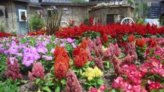 10万株の花畑「うめきたガーデンⅡ」【4K】