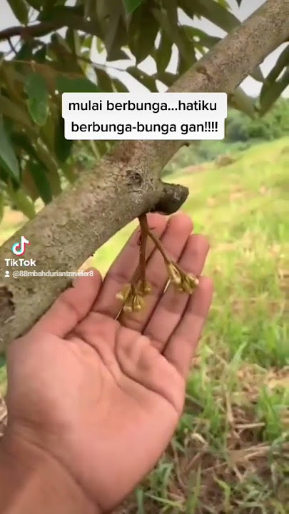 Durihitam Mulai pada berbunga..Genjah kali nih durian