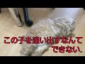 【感激】家に猫があがりこんできたら、どうしますか?