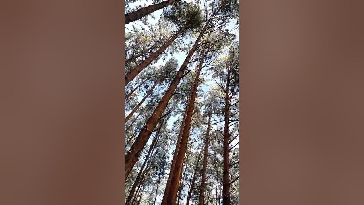 Реликтовый сосновый лес - YouTube