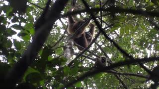 Gibbons group C Sabangau - grooming and playing