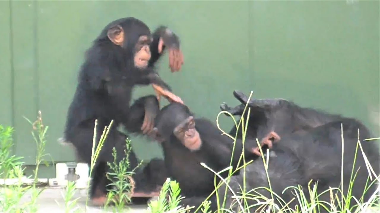 チンパンジー かわいい 双子姉妹 カラン コエ 大喧嘩 Chimpanzee Cute