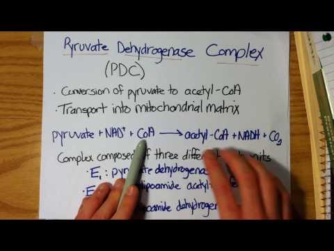 Video: Làm thế nào để pyruvate tạo thành acetyl CoA?