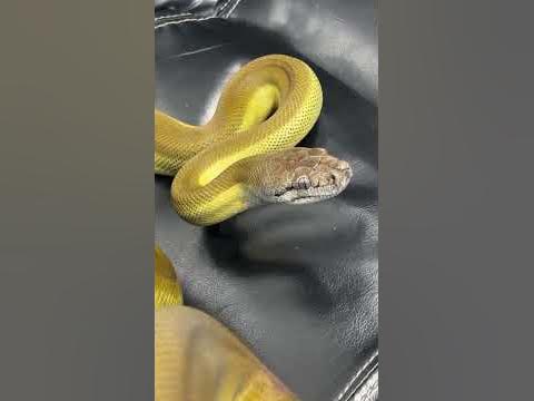 Papuan Olive python aka Apodora python breeder male. - YouTube