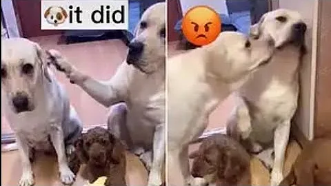 Labrador Gets Headbutted By Guilty Pal For Snitching To Owner About Messy Floor - DayDayNews