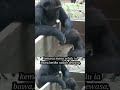 Sang induk gorila mengasuh anaknyagorilahewanviral