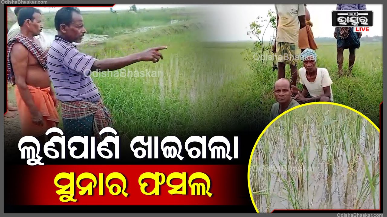 ଶୁଣୁନାହାଁନ୍ତି ପ୍ରଶାସନ ଆମେ ବଞ୍ଚିବୁ କେମିତି ଲୋନ କରି କରିଥିଲୁ ଚାଷ ହେଲେ ଲୁଣିପାଣି ସବୁକିଛି ନଷ୍ଟ କରିଦେଲା