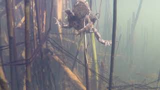Underwater view of a pair of common toads (Bufo bufo) in amplexus, with spawn, England