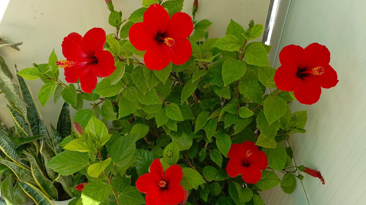 🌺ХОВЛИДА СУХБАТЛАШАМИЗ🌺🌸🌸🌸🌸🌸🌺🙂👌