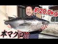 重すぎるっ！！まさかの本マグロが手に入ったので人生初のマグロ捌きに挑戦してみました！！
