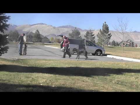 Interdisciplinary Learningll Case Study on Solving Dog Aggression