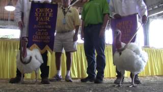 2016 Ohio State Fair Grand Champion Turkey — Zac Ortman