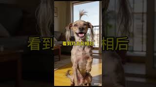 二哈開開心心去相親，當它看到對方模樣的那一刻，大家千萬憋住別笑 #husky #funny #pets #cute#shorts #哈士奇#萌宠