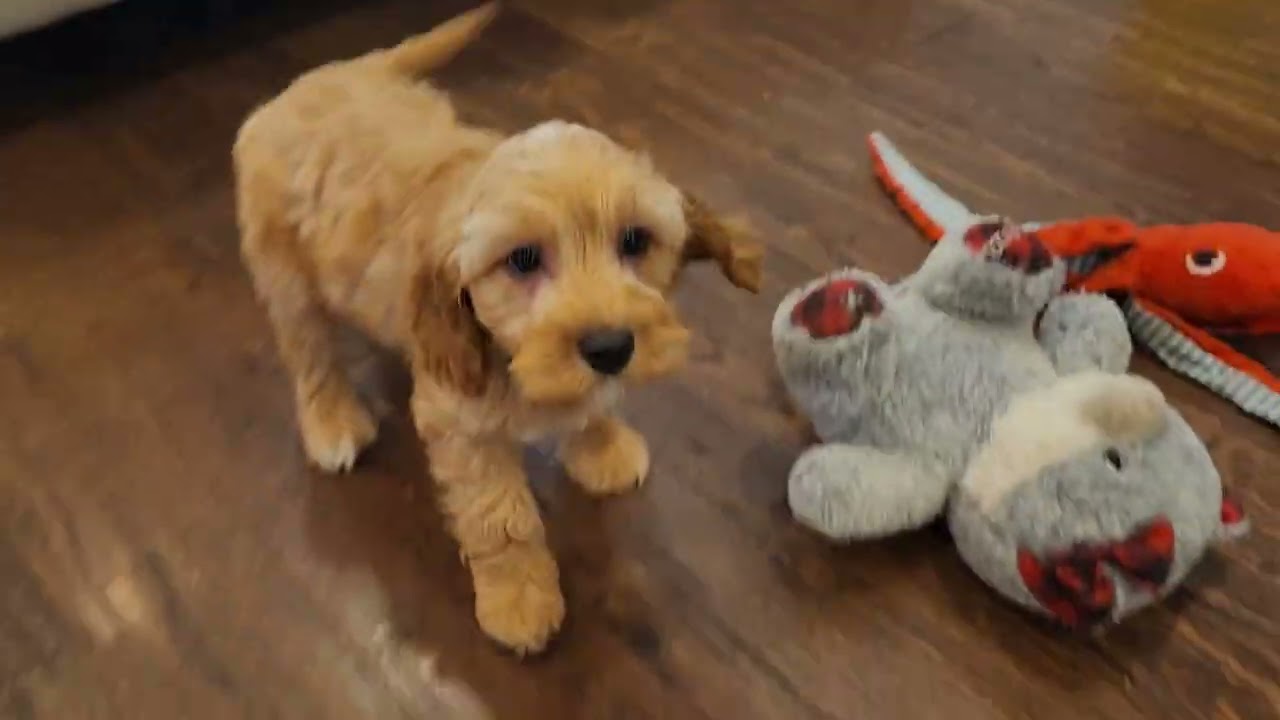 💖 Cutest Cockapoo Puppies 🐶