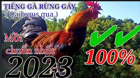 Tiếng gà rừng gáy chuẩn nhất năm 2023 ✔✔✔♥ || Suab qaib qus qua zoo tiag tiag dib tuaj 💯%