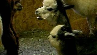 alpacas for sale