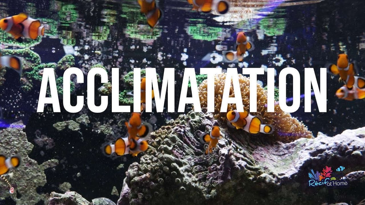 Comment Réussir son Acclimatation