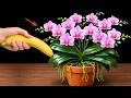 1 Banana = Crazy Orchid Growth (Real Result)
