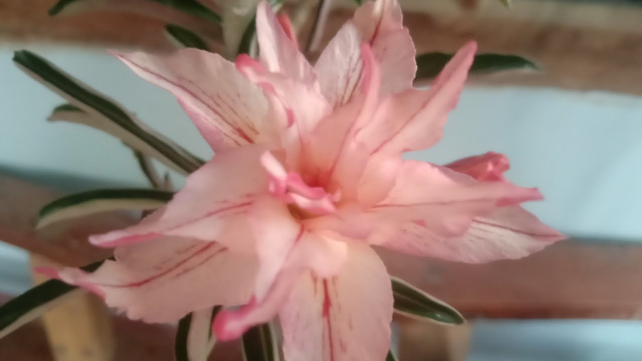 ดูชวนชม 2 มี.ค.69 ไลน์ 0900289166