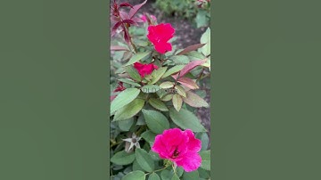 Thumbnail of #flowers#rose#roseflower#beautifulflowers#roses#usa#youtubeshorts#youtube#shorts#viral#gardenflowers