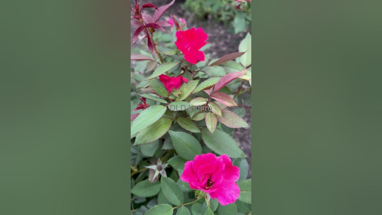 #flowers#rose#roseflower#beautifulflowers#roses#usa#youtubeshorts#youtube#shorts#viral#gardenflowers