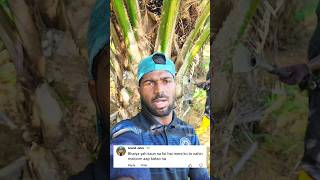 कौन सा फल है #fruits #name #viralpost #viralvideo #viralreels #palmoil #malaysia #plantation #work