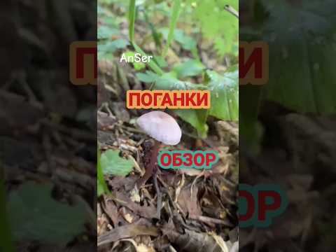 НЕ съедобные грибы. Поганка и прочие. #грибникanser