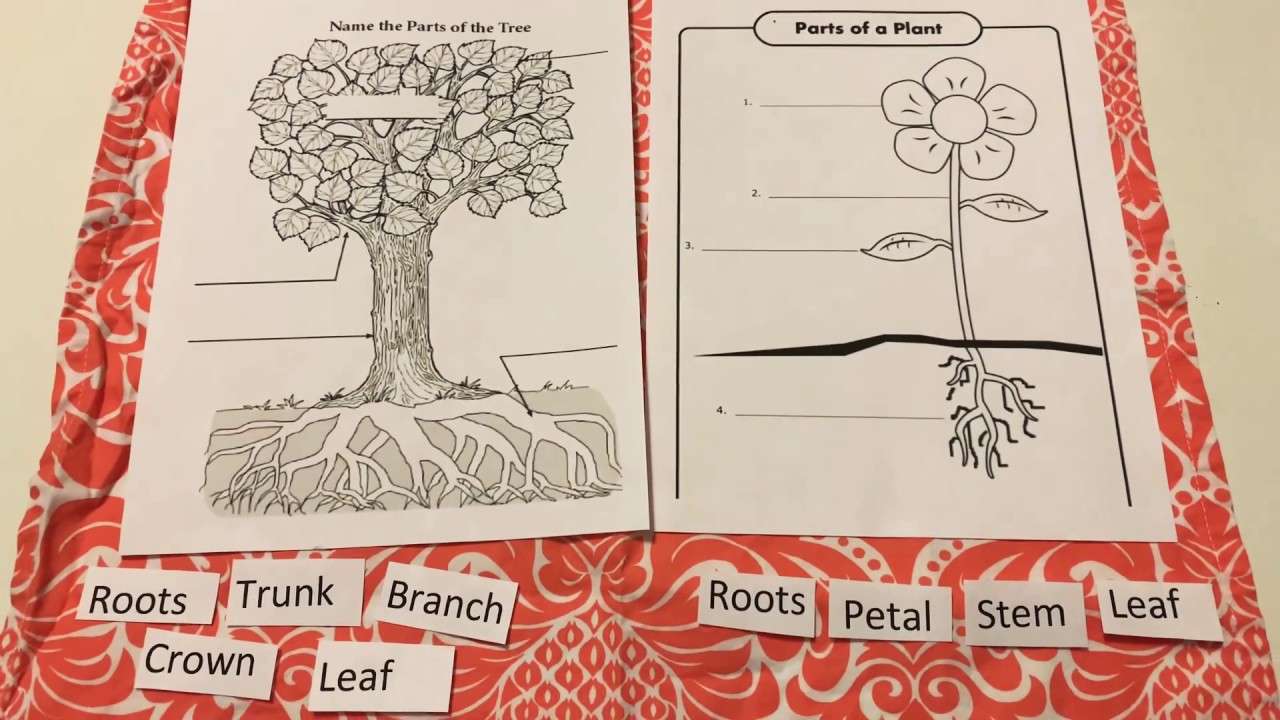 Science: Parts of a Plant Vocabulary Sort